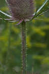 Teasel